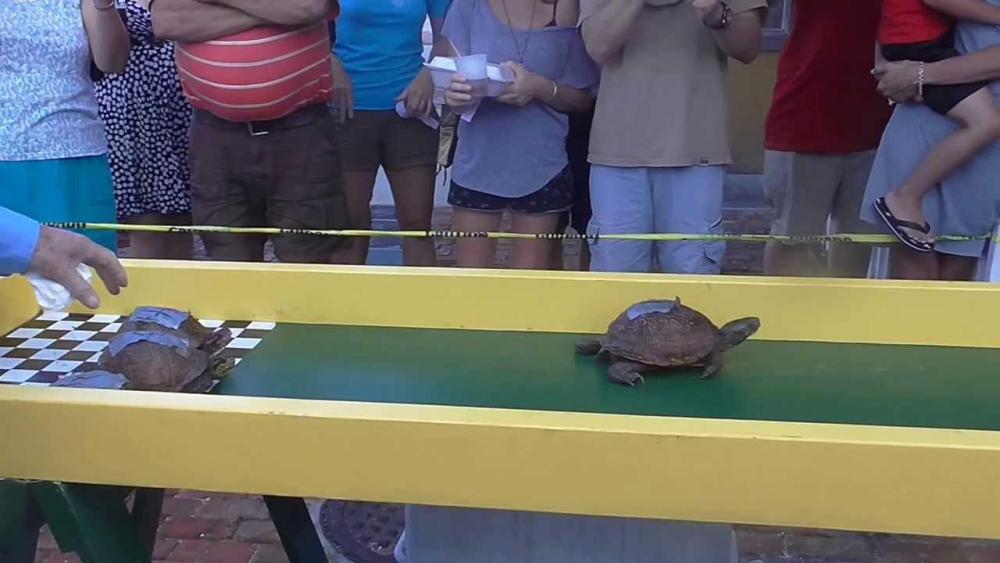Kraals Key turtle race.jpg
