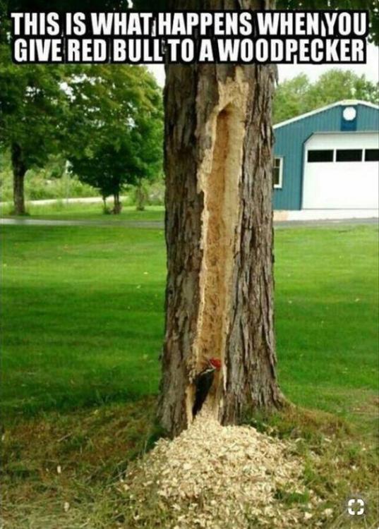 Red Bulled woodpecker.jpg