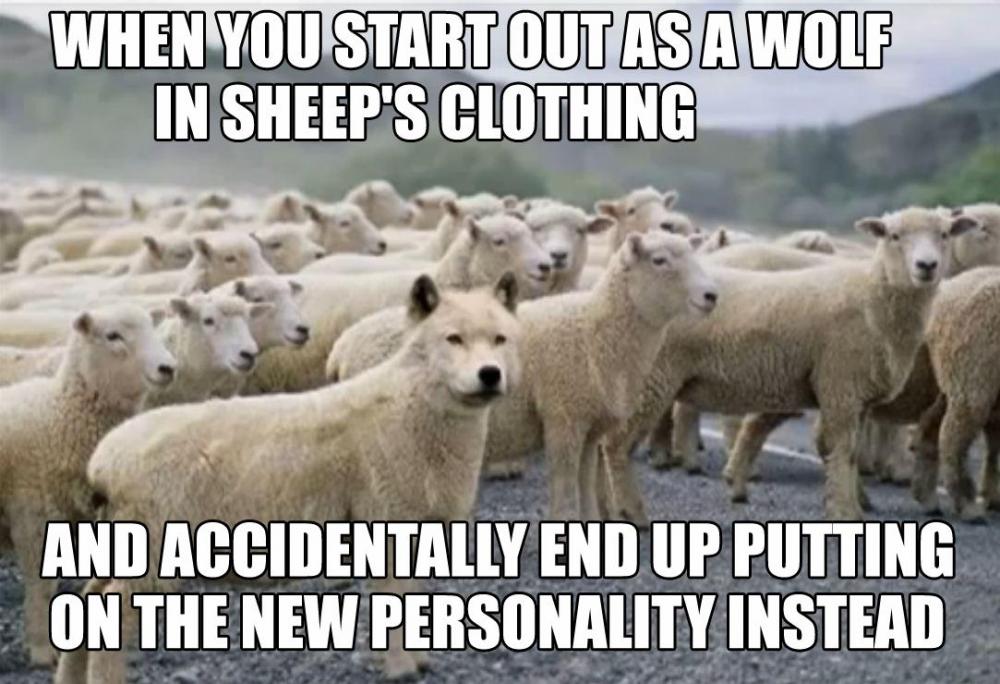 Sheepish.jpg