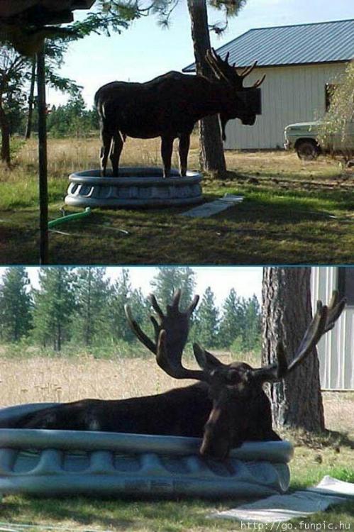 moose pool.jpg