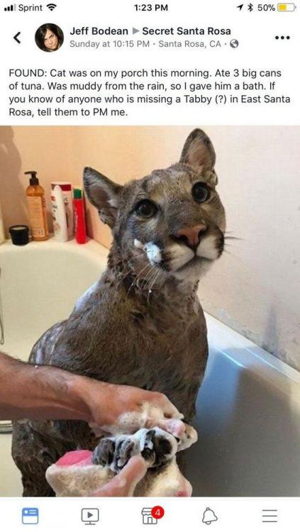 lost cat Santa Rosa.jpg