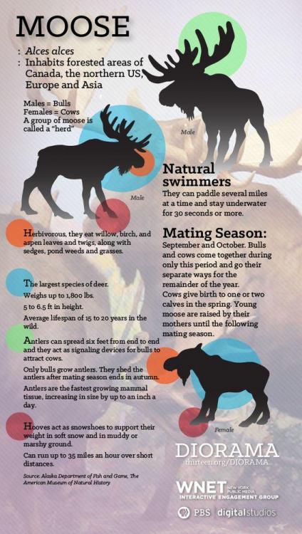 moose facts.jpg