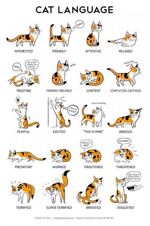 Cat language.jpg