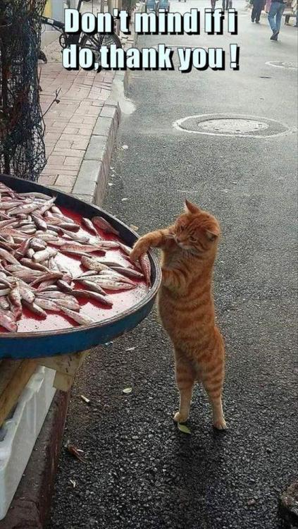 Dont mind if I do.jpg