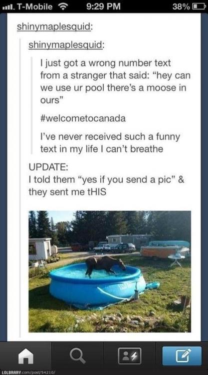 Pool moose.jpg