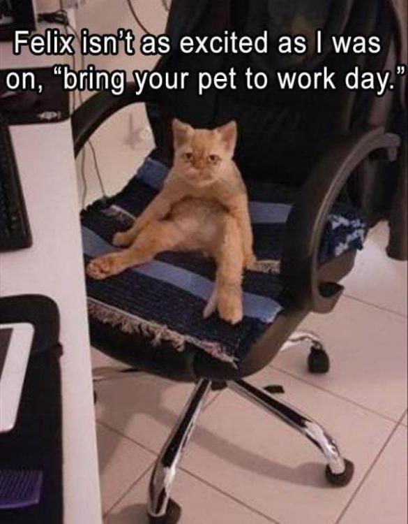Felix to work.jpg