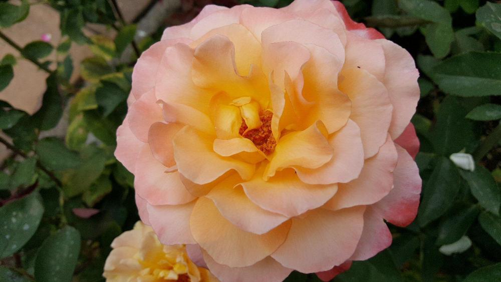 Grand Impression 3.jpg