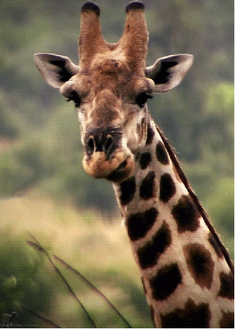 1172129164_giraffegifchewing.gif.21d61d998feaba6cef34501b181baa30.gif