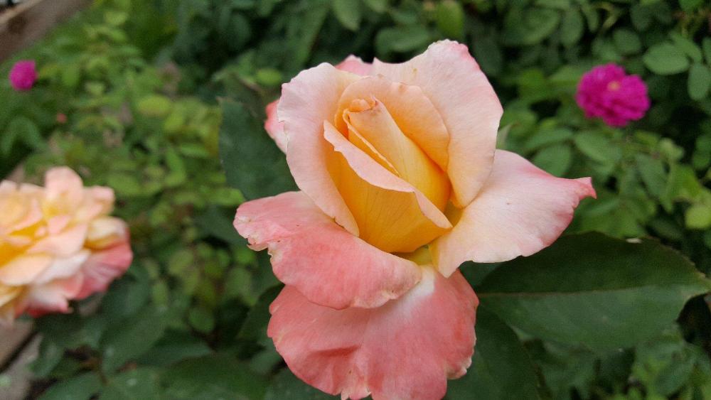 Grand Impression 2.jpg