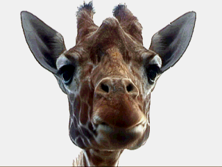 696428162_Giraffecudchewing.gif.2c11d6a37e4ddade297f4f8210119be9.gif