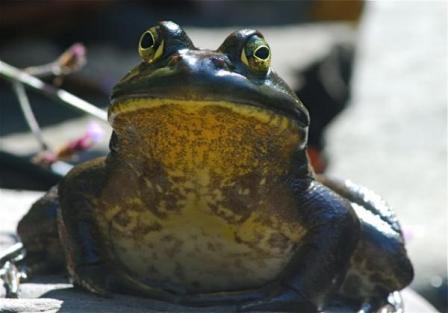945967941_Bigbullfrog.jpg.405d25463a50ba9adb59ca45d4ade659.jpg