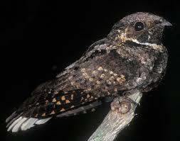 Whippoorwill.jpg.b68d61bec86747af6158f20a9e509b54.jpg