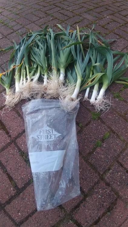 286877735_leeks(606x1077).thumb.jpg.5d079c7a72a64a35236a8581dedc0985.jpg