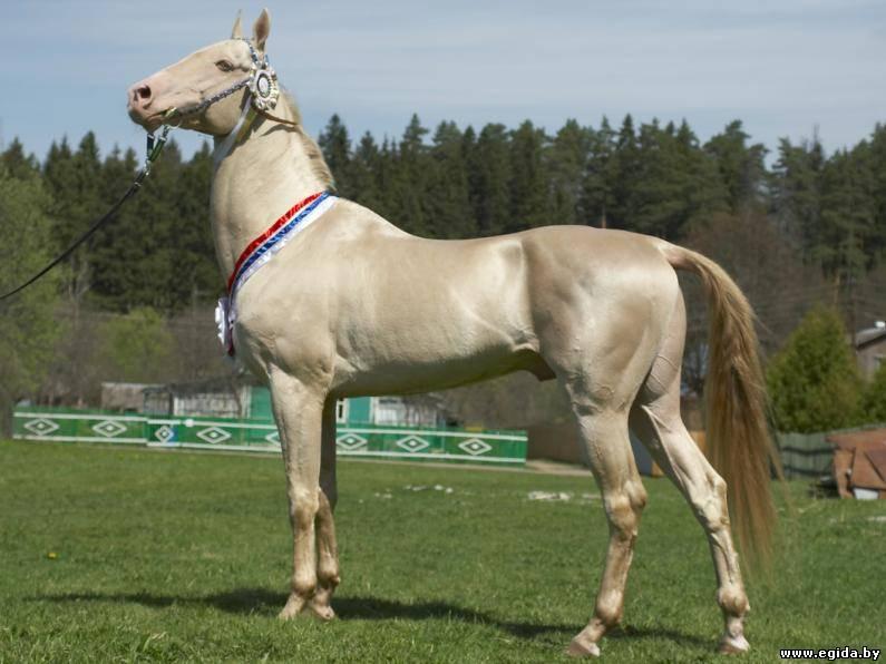 akhal-teke.jpg.b79940084c6a41a42fa74e5a1806105e.jpg