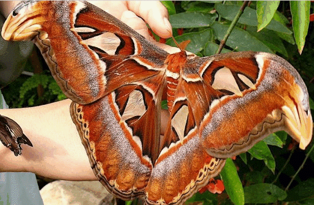 1073518501_VeryLargeMoth.gif.69a7d694e84e979d675570a700d59e7a.gif