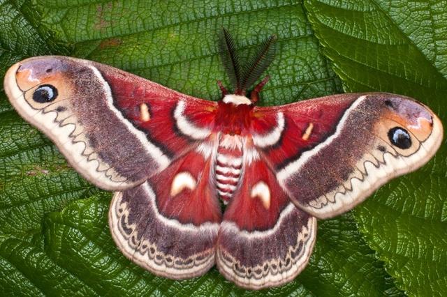 1332336559_ColorfulRedMoth.jpg.b19406e3c983a0e0f816cb33b98bb78c.jpg
