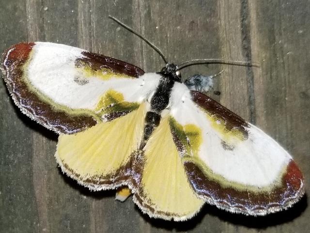 🔥 This Rosy Maple Moth that landed on my finger :D In all of it's  beautiful detail : r/NatureIsFuckingLit