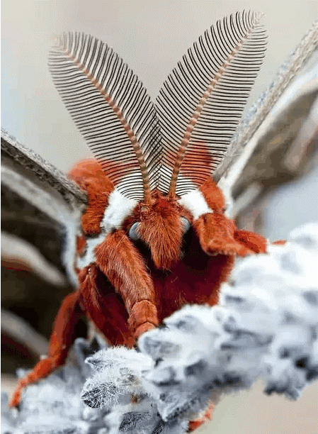 1555866134_Rustcoloredmoth.gif.da4ac5922da96e4d1eff481c735310e9.gif