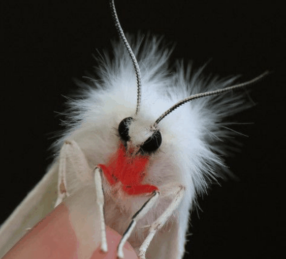 1718008699_Cutewhitemoth.gif.352c69118e120b8d7babe95942bf5b79.gif