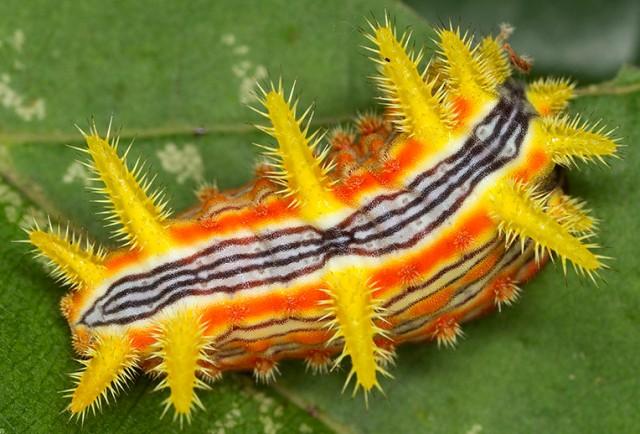 1756441929_StingingRoseCaterpillar.jpg.6287fffe0b37fa33c97f9ccdbf20a8ce.jpg