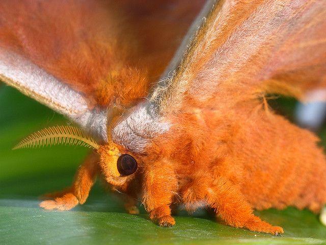 1758593981_Furryorangemoth.jpg.f0fb643599a2794f6ff8b6f5c1105a55.jpg