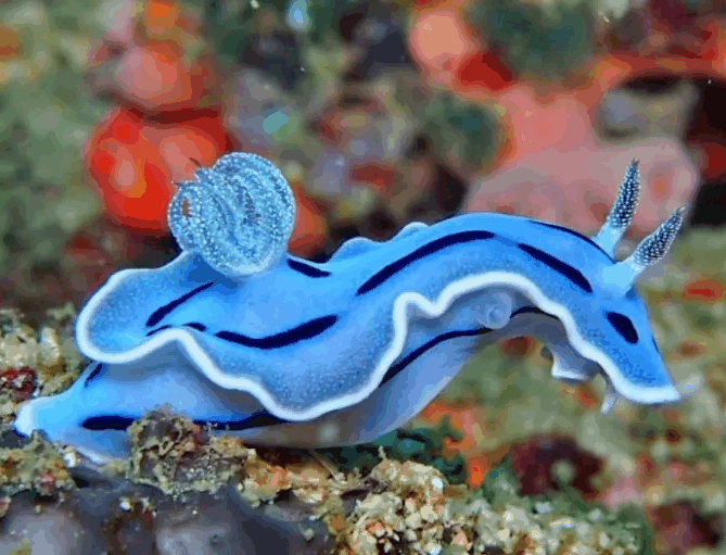 1806220061_Seaslug.gif.3fa3c798ce5681f58a76cfda73f41a31.gif