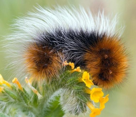 1838186506_fluffy_orange_black_and_white_caterpillar_on_yellow_flowerswonderingwhathappyaccidentawaitshim.jpg.4160925e2a42c38db0ff2934a92f1579.jpg