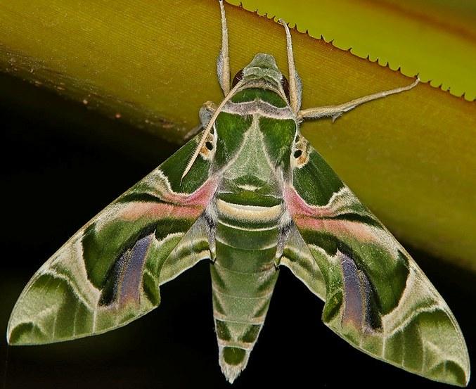 1904903075_OleanderHawkMoth.jpg.c133b60391fba2a8979e7e765edb65a1.jpg