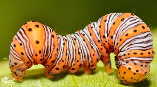 2053615776_woodnympthcaterpillar.jpg.1d827e811e4643999e5d8917ac30a9ed.jpg