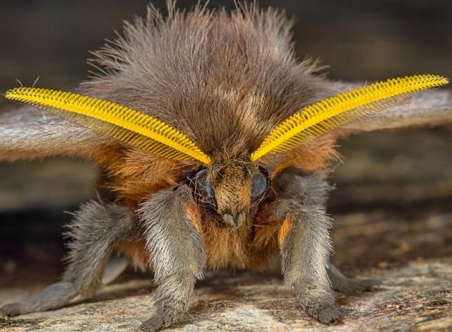 A handsome little rosy maple moth I found this morning : r/aww