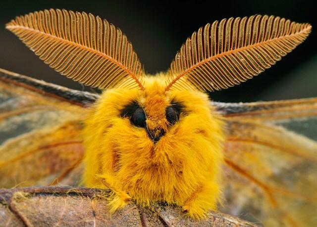 3670298_Goldfurrymoth.jpg.a8ab13aea2f0275c2ec391452da02569.jpg