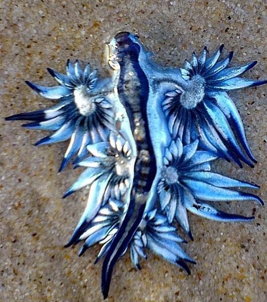 447470384_BlueDragonSeaSlug2.jpg.e04e91077bffe6ac21436f9d314d9206.jpg