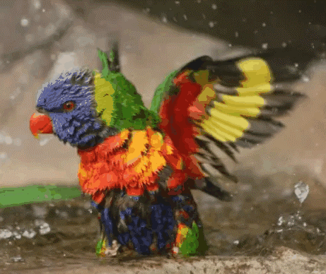 451878920_RainbowLorikeet.gif.73e09316f8edef90b828173d016b0a71.gif
