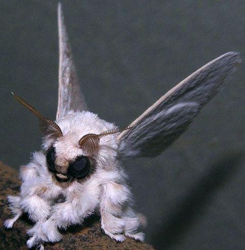 473503041_PoodleMoth2.jpg.7a98dba544fb1ca5cfeb8991fe8e6d21.jpg