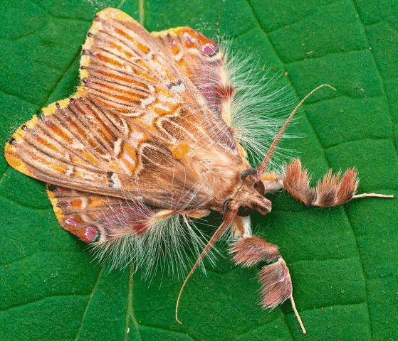 60321732_Furryleggedmoth.gif.ef265f1ed148fe6dc20a1de6375c8808.gif