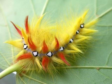 624316244_Yellowcaterpillar.jpg.0a9d77972dc7bc79f3668651d0ccfd3c.jpg