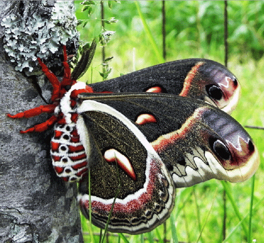 750594000_LargeBlackmoth.gif.8a9813d12bc661184e10557d04230193.gif