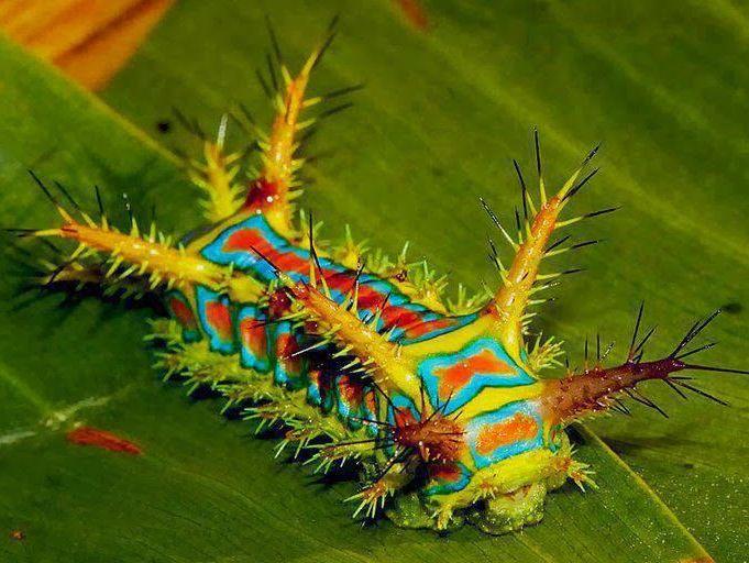 77617375_colorfulcaterpillarwonderingwhathappyaccidentawaitsit.jpg.b53f90a29ad4555272db07e53567a2d0.jpg