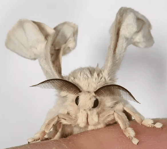 945101257_VenezuellanPoodleMoth.gif.b06d702076d554ea55fa58d001349951.gif