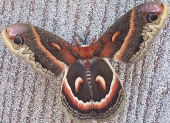 Cercropia-Silkmoth-by-Margo-Berke-near-Big-Rapids-MI-860x645.jpg.4c496755f7cc841530ee1c4c02e85ca2.jpg