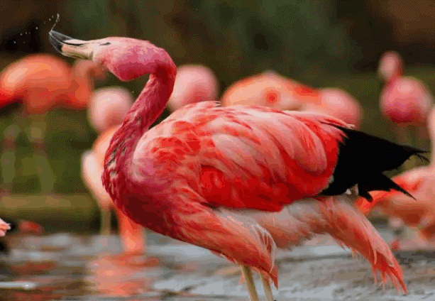Flamingo.gif.737da791c4bbf6b742ee1bc57984ec69.gif
