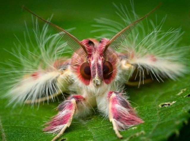 Fluffy-Walkers-Moth.jpg.c580bda2a67ed18955b0b117db52bec0.jpg