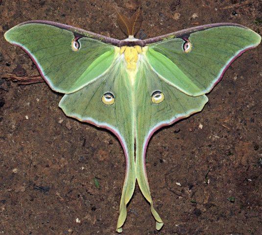 Luna-Moth-by-Ken-Childs-near-Henderson-TN-860x860.jpg.3f39a6b3c0162e2321a8a5ab27547db8.jpg