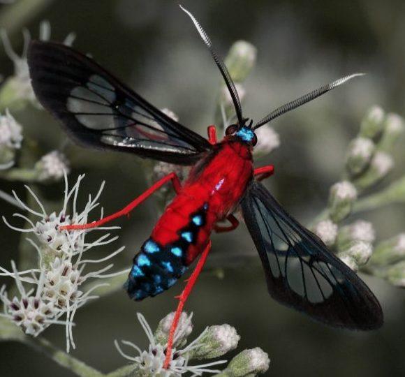 Scarlet-Bodied-Wasp-Moth-by-Claudia-Husseneder-near-Baton-Rouge-LA-860x608.jpg.c0a5b12c2693fd1d58edf3a2403d09cc.jpg