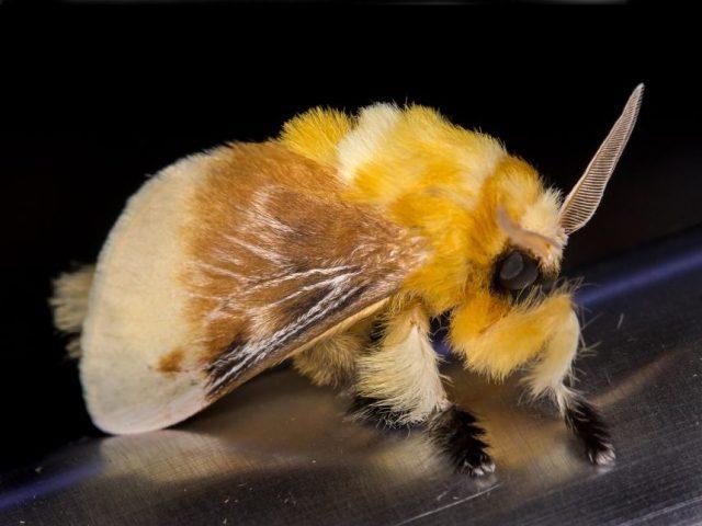 Southern-Flannel-Moth-by-Jon-Rapp-near-Tuscon-AZ-860x646.jpg.3f5c6e93a2b352384f706fd070cbe590.jpg