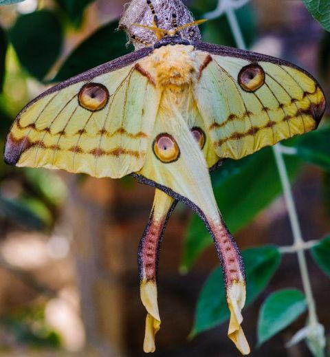 comet-moth.jpg.5947ce12a0caa64768cda37ee666113b.jpg