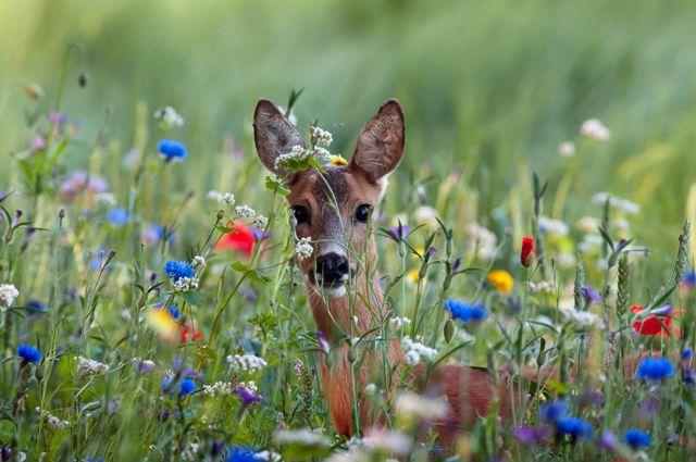 2003260957_PRETTYDeerinfieldofflowers.jpg.3771ad7cbb2f98ea78139e55049cc68b.jpg