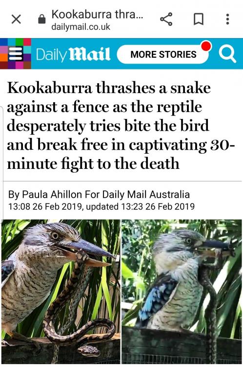 Kookaburra.jpg