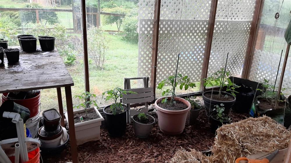 1281356142_greenhousejune92020(1331x748).thumb.jpg.5ed326b7b000a2155fba2e734a8db622.jpg