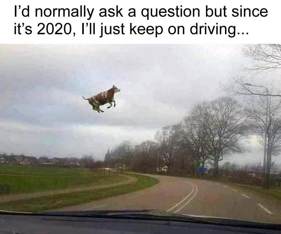 Flying Cow.jpg